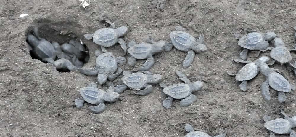 Baby Turtles, Ostional Beach, Guanacaste
