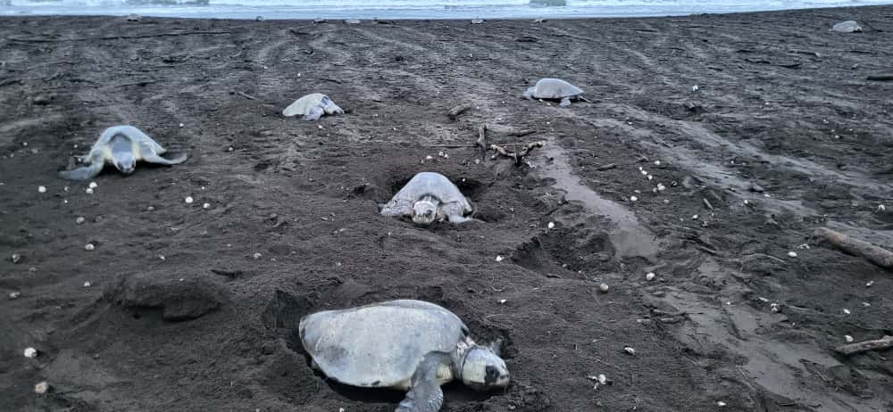 Baby Turtles - Ostional Beach, Guanacaste
