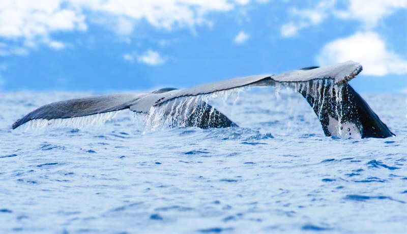 Bahia Ballena, Whale Tails