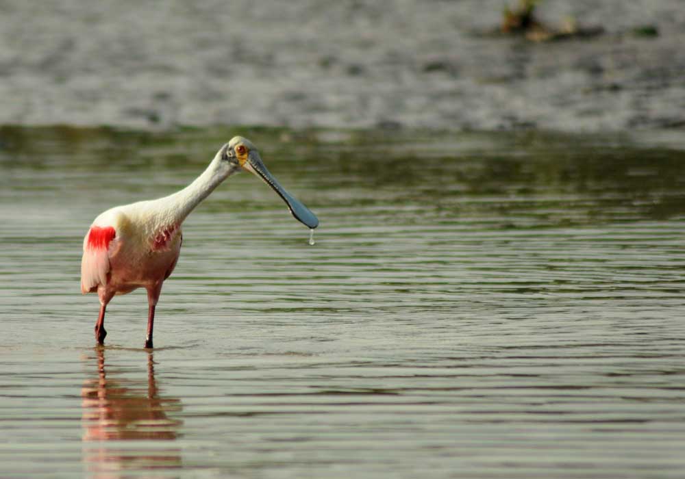 roseate spoonbill in Sarapiqui