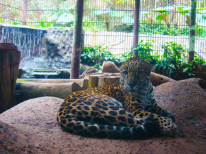 Jaguar at La Paz Waterfall Gardens