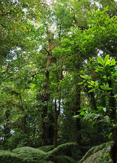 Monteverde Cloud Forest, Costa Rica