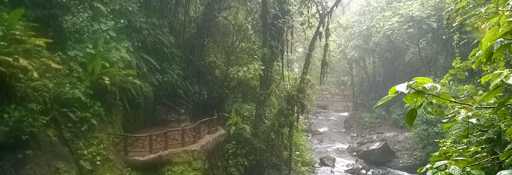 Rainforest Costa Rica