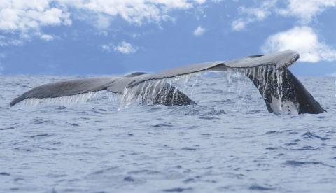 Whale Watching season in Costa Rica